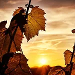 Resort Loisium Wine & Suedsteiermark Ehrenhausen