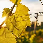 Loisium Wine & Suedsteiermark Resort Ehrenhausen