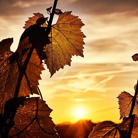 Feriested Loisium Wine & Suedsteiermark Ehrenhausen