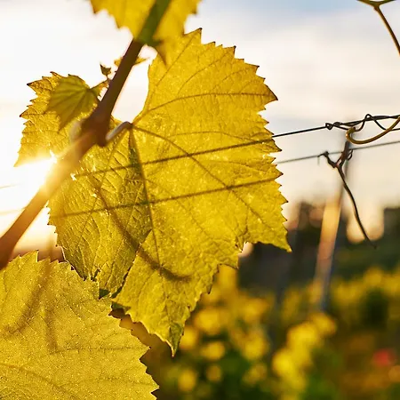 Loisium Wine & Suedsteiermark Feriested Ehrenhausen