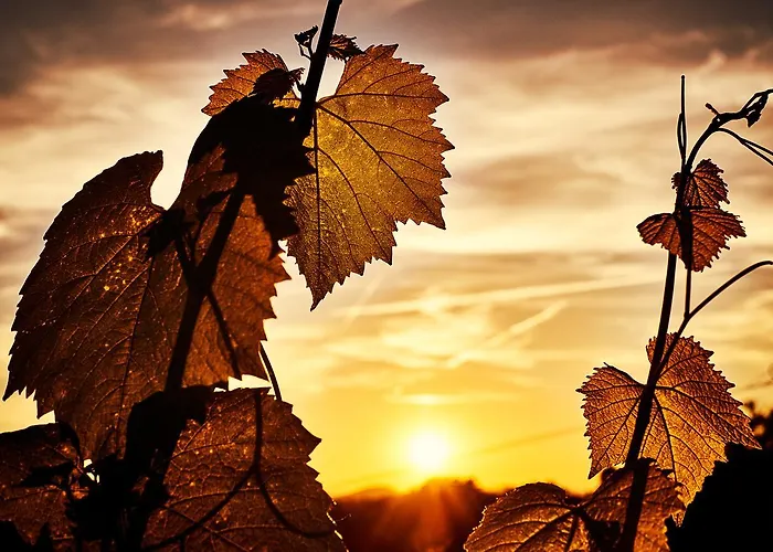 منتجع Loisium Wine & Suedsteiermark إيهرينهاوزين